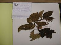 Herbarium sample